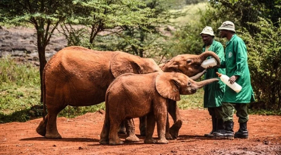 Elephant Orphanage & Conservation