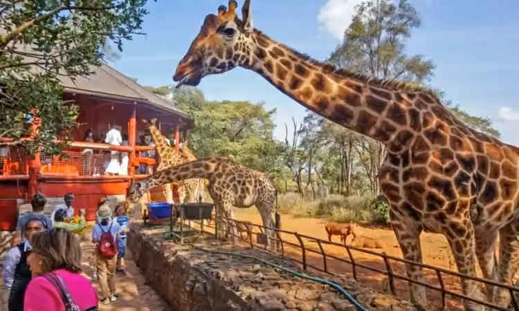 Giraffe Centre
