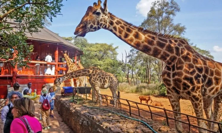 Giraffe Centre Nairobi