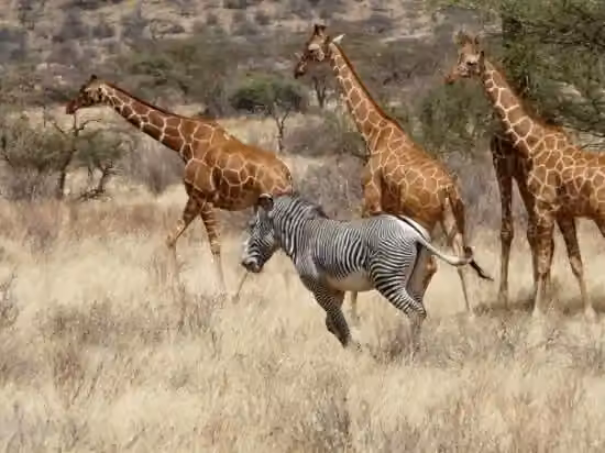 Unique Species