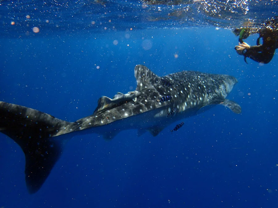 Marine Life